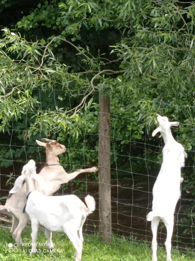 Agroturystyka,, Ranczo Kruszynki" Stronie Śląskie Exterior foto