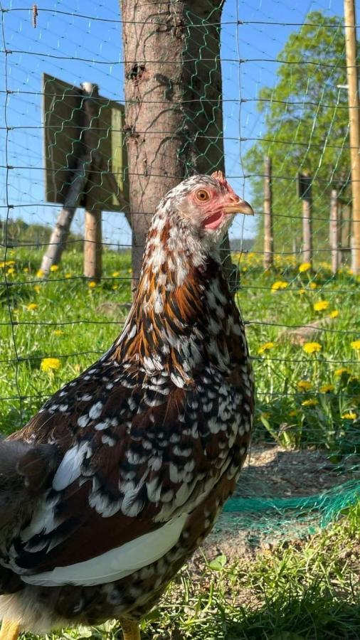 Agroturystyka,, Ranczo Kruszynki" Stronie Śląskie Exterior foto