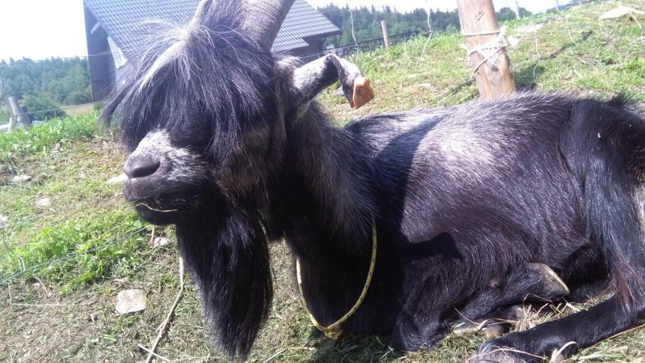 Agroturystyka,, Ranczo Kruszynki" Stronie Śląskie Exterior foto